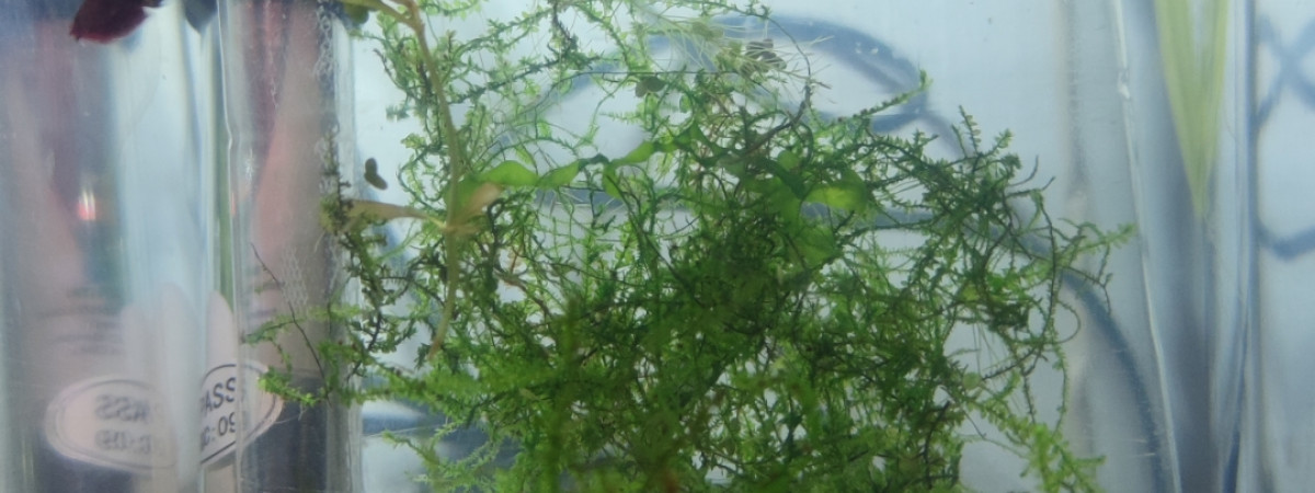aquarium Reproduction Betta