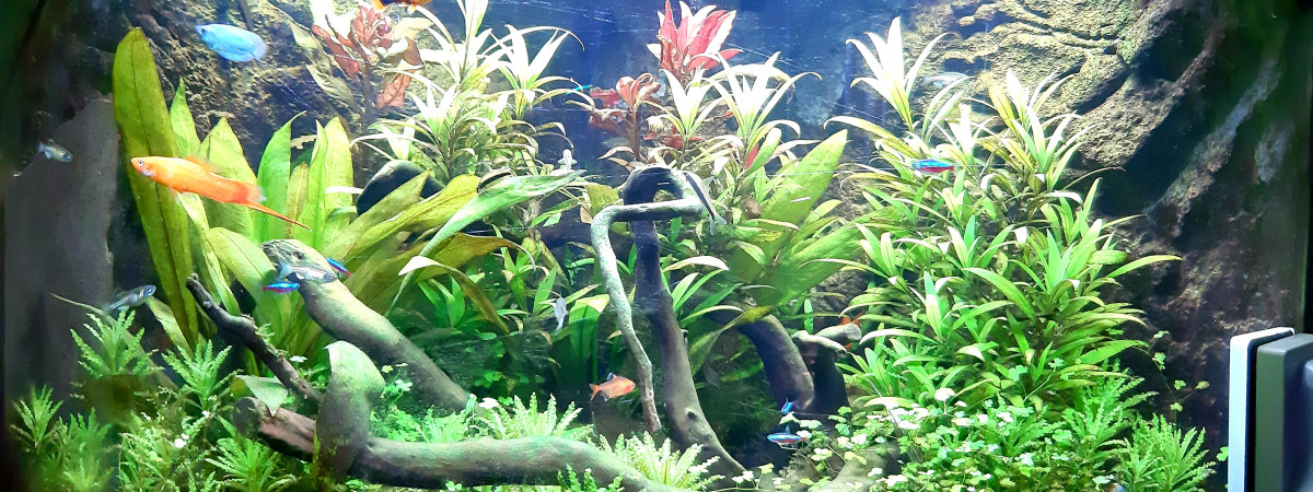 aquarium Jewel Trigon 190