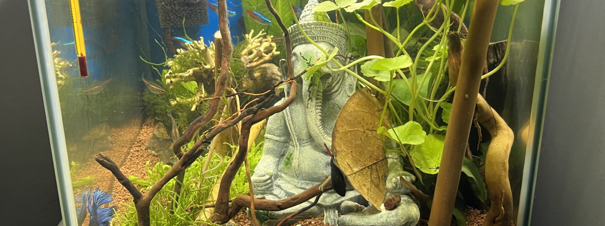aquarium Lustucru
