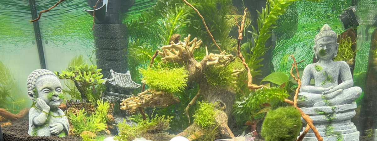 aquarium Lustucru