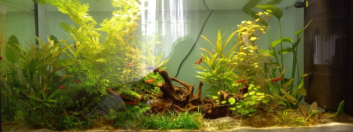 aquarium Barbus