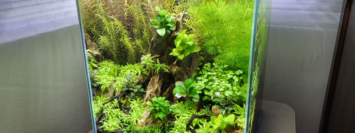 aquarium Mountain 20