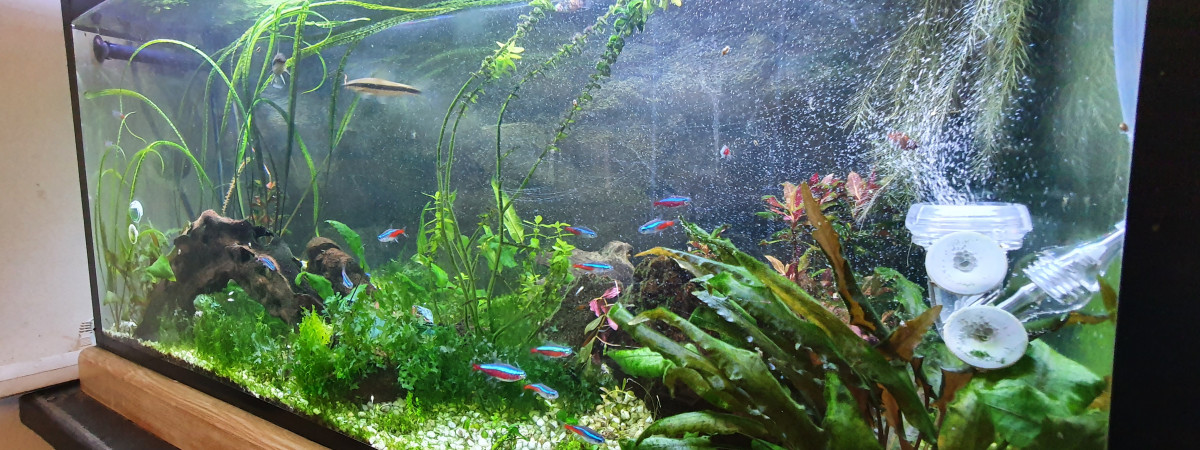 aquarium Bac communautaire 200 L