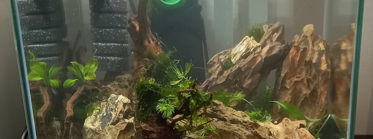 aquarium Shrimps rocks