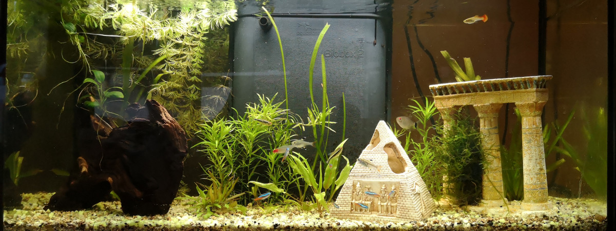 aquarium Aqua 100l