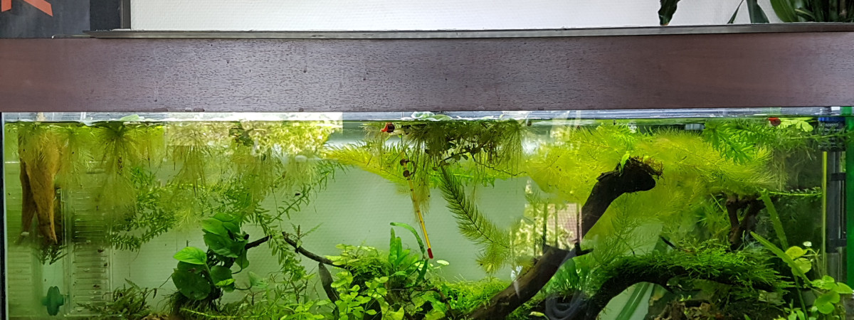 aquarium Après la tempête