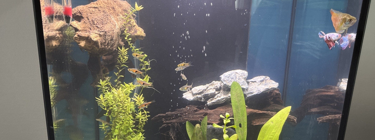 aquarium Guillaume