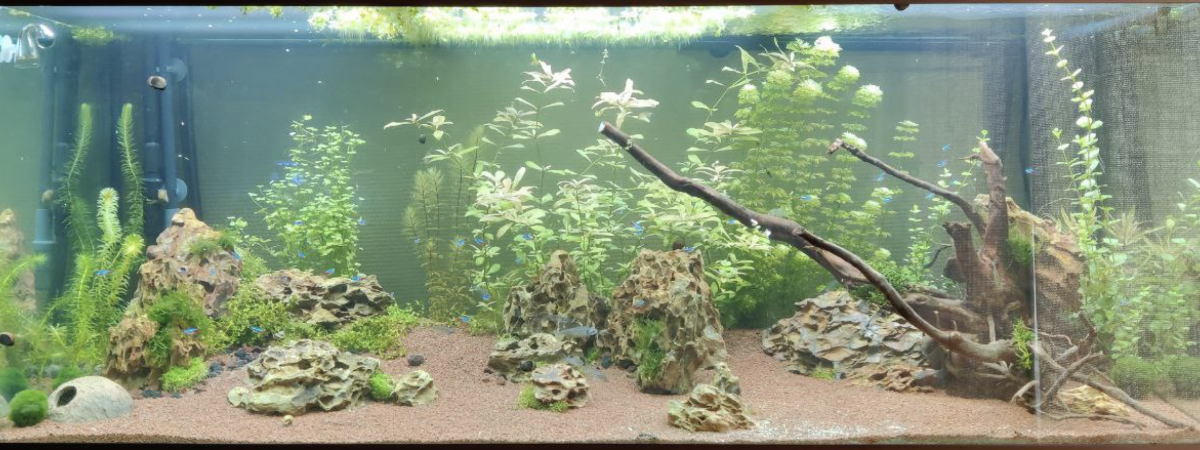 aquarium Juwel Rio 450