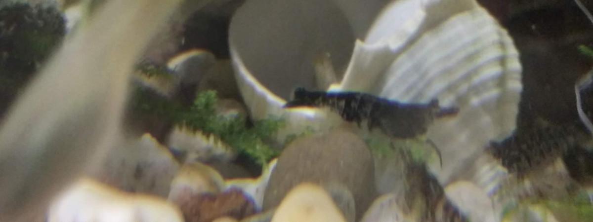 aquarium Red cherry