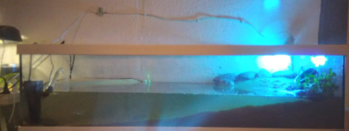 aquarium Pelomedusa