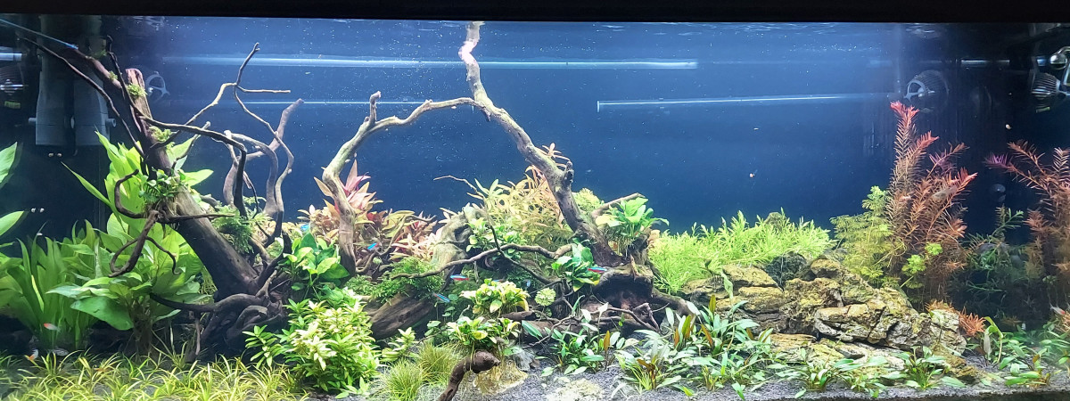 aquarium Volga