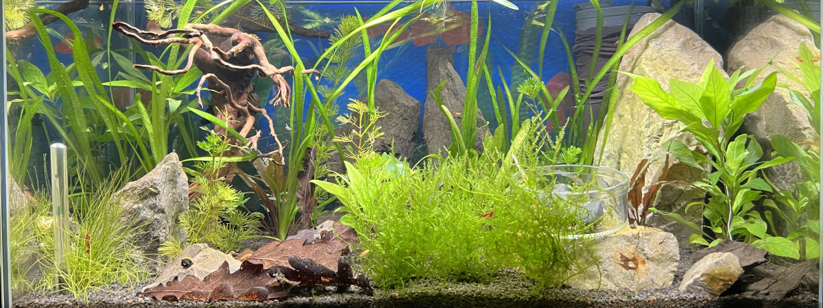 aquarium Sam 50L