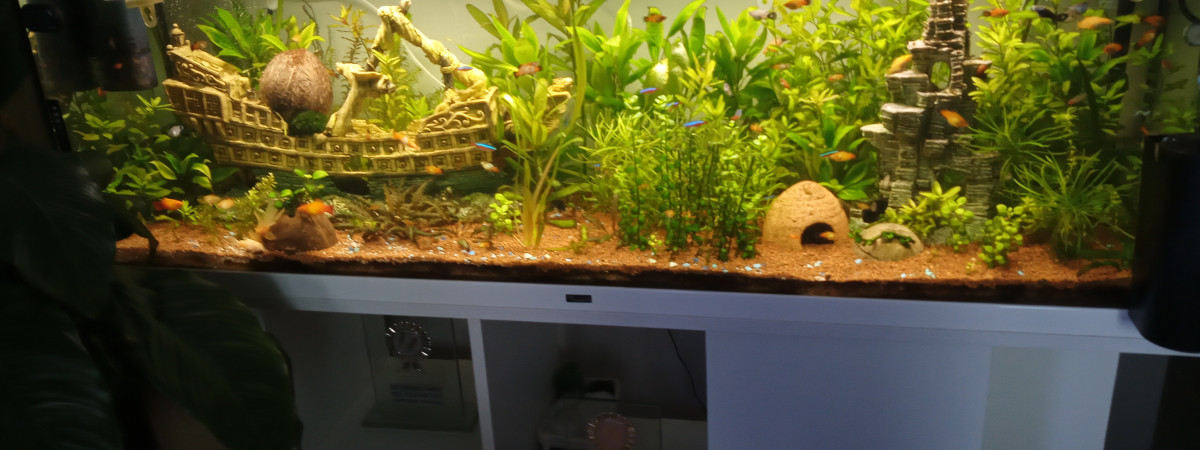 aquarium 350 Litre Planté