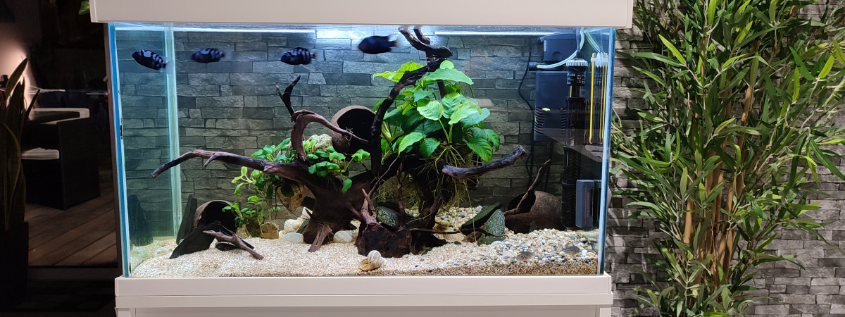 aquarium Aquarium blanc 100 litres