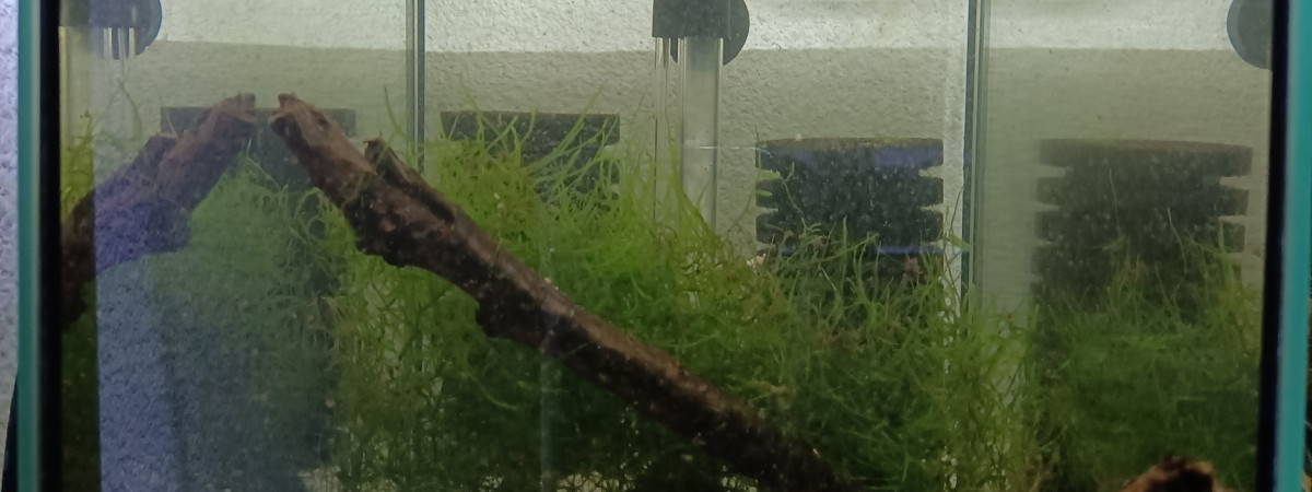 aquarium 231 01 Jeune Couple Scriptaphyosemion geryi  Dindéfello OMSEN-21