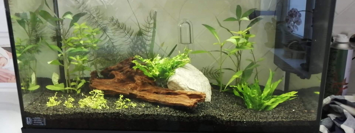 aquarium Aqua eau douce cyclage