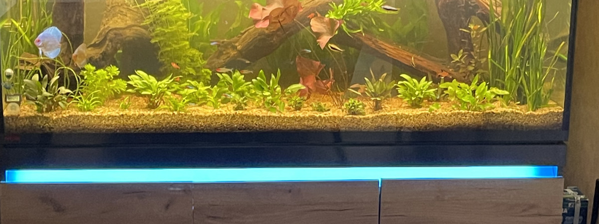 aquarium Bey