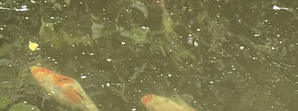 aquarium Le bassin