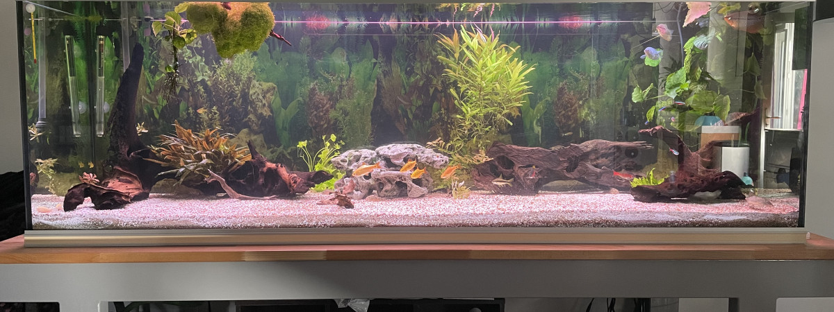 aquarium 600L