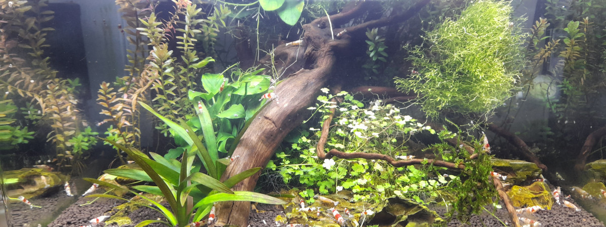 aquarium Crevetarium