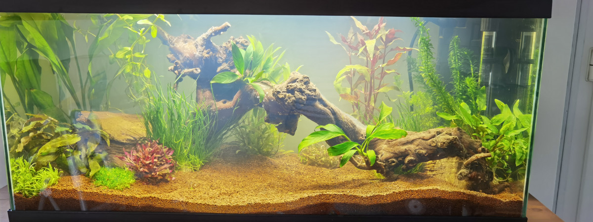 aquarium Ciano 80