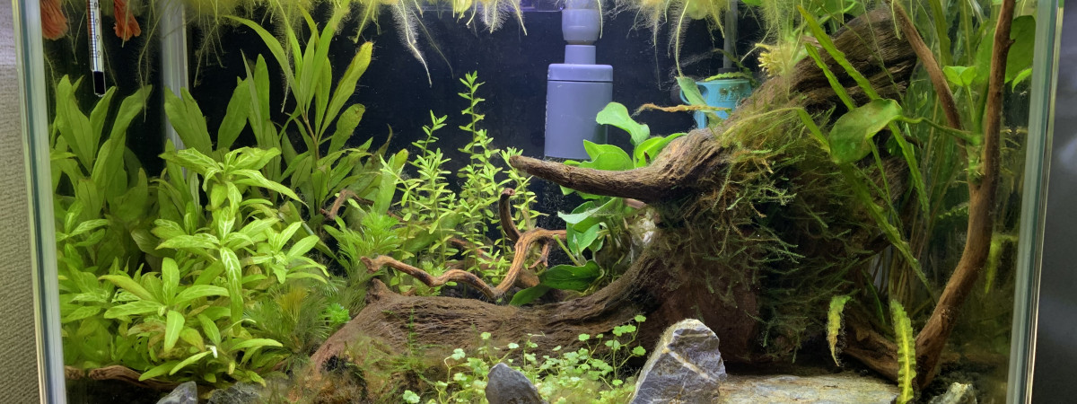 aquarium Betta Splendens
