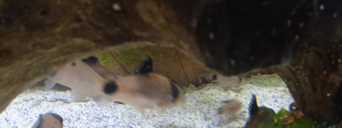 aquarium Elevage coridoras panda