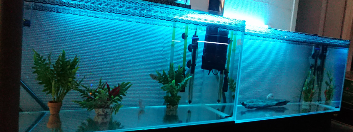 aquarium scalaris 7