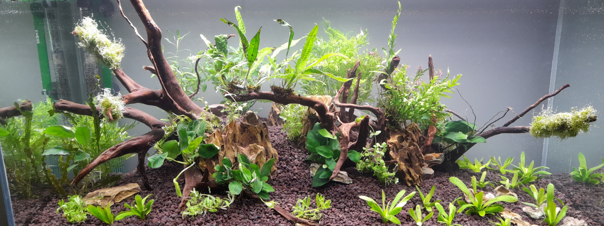 aquarium Jungle community