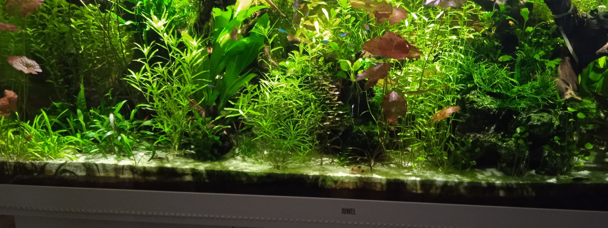 aquarium Juwel 450