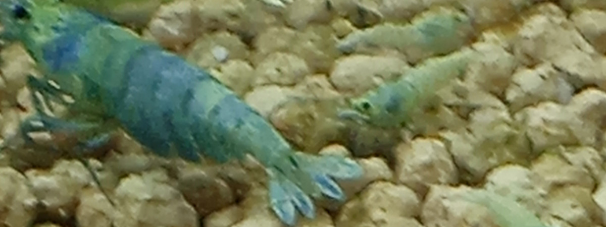 aquarium Elevage de blue bolt