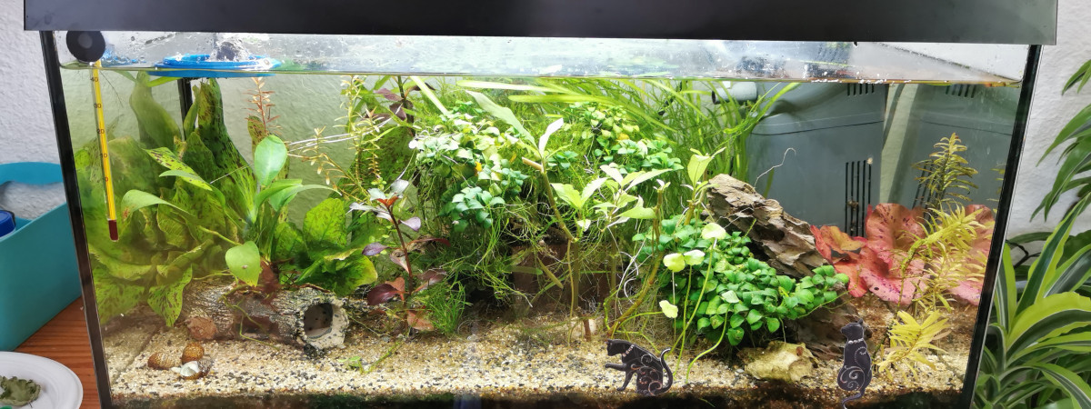 aquarium aquarium 60 litres