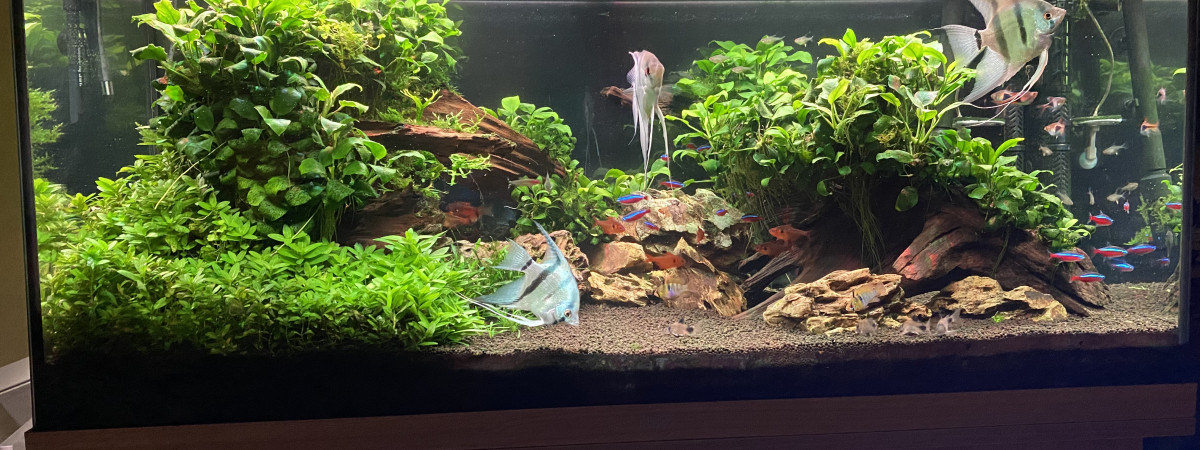 aquarium JUWEL Rio 180