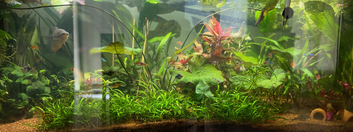 aquarium Aquatlantis style led