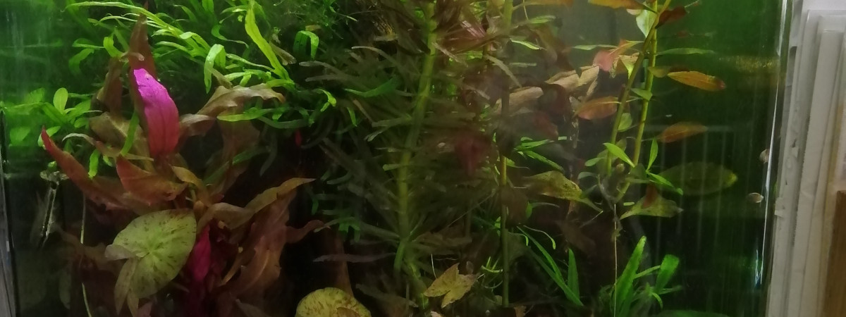 aquarium Greg