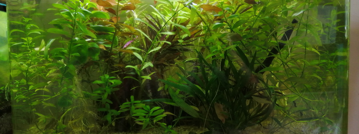 aquarium Greg2