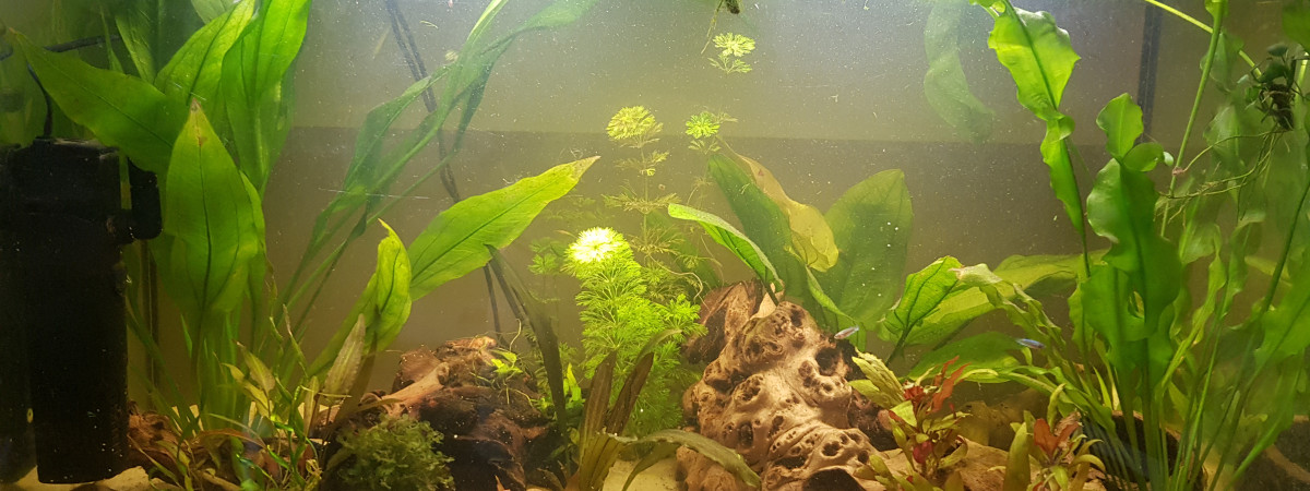 aquarium Betta land