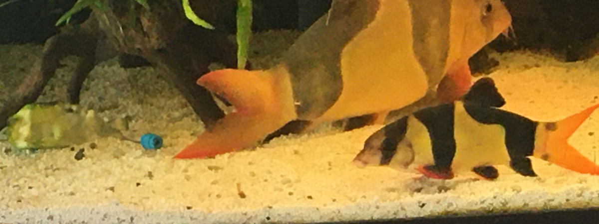 aquarium Lancelot