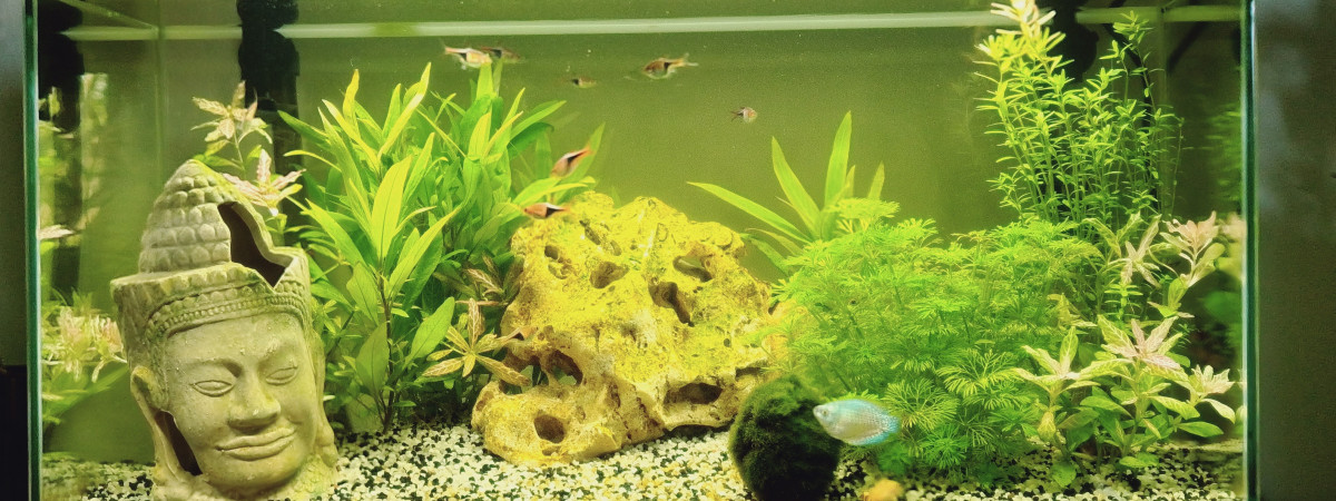 aquarium Principal