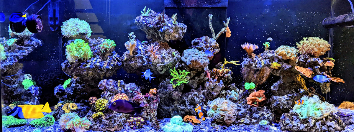 aquarium Reefer 425XL