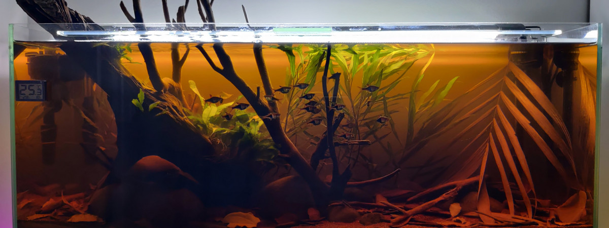 aquarium Ruisseau de forêt Thailandaise