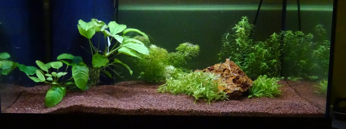 aquarium Crevettes du fréro