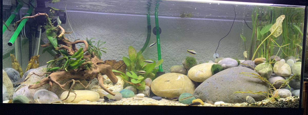 aquarium River Tank