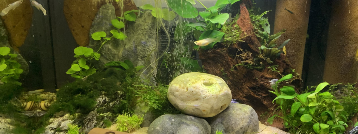 aquarium Baby tank