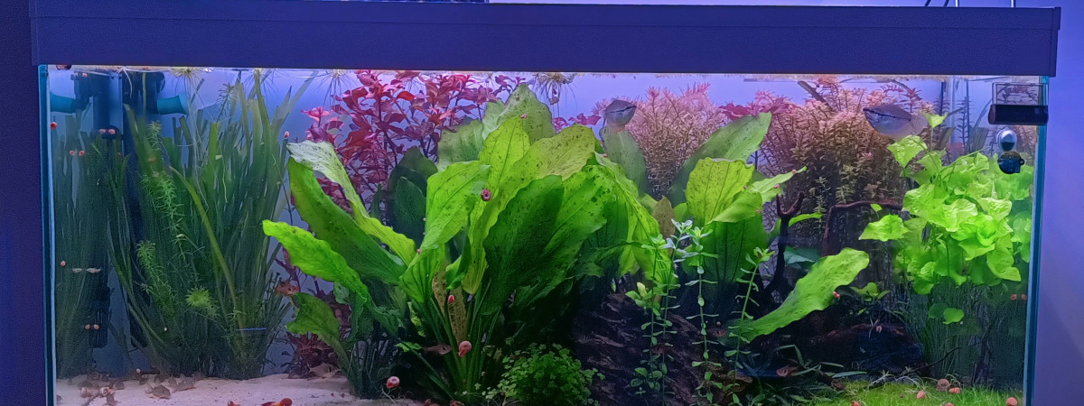 aquarium Petite graine de vie - 2020 à 2023