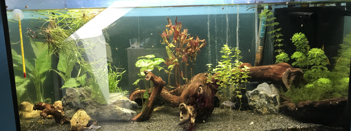 aquarium 105l