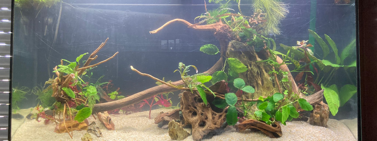 aquarium Juwel Juin 2022