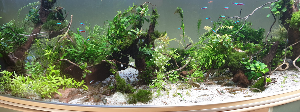 aquarium Aquarium