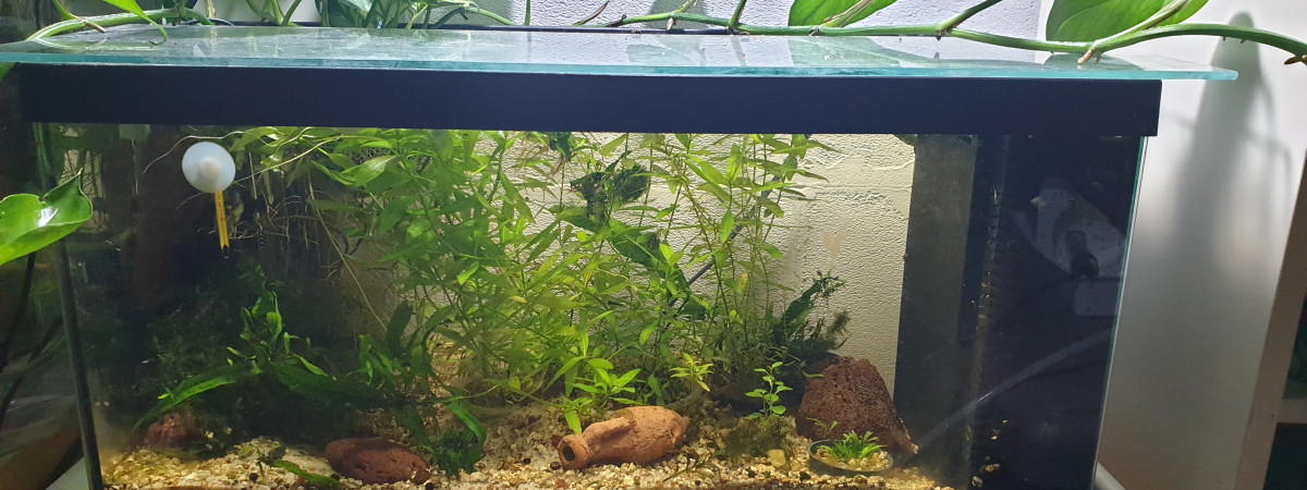 aquarium Aquarium crevette verte jade