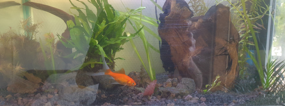 aquarium 1er aqua enfant